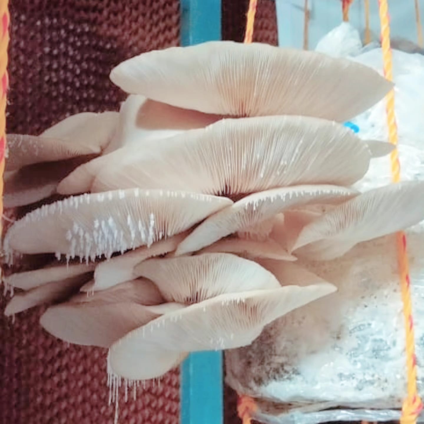 Fresh White Oyster Mushrooms