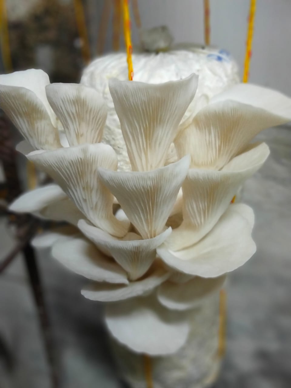 Exotic Oyster Mushroom Bloom