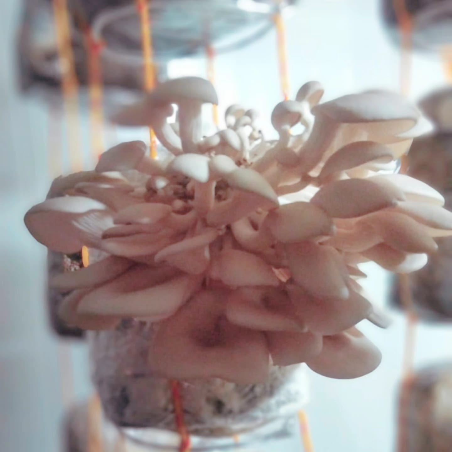 Premium Oyster Mushrooms