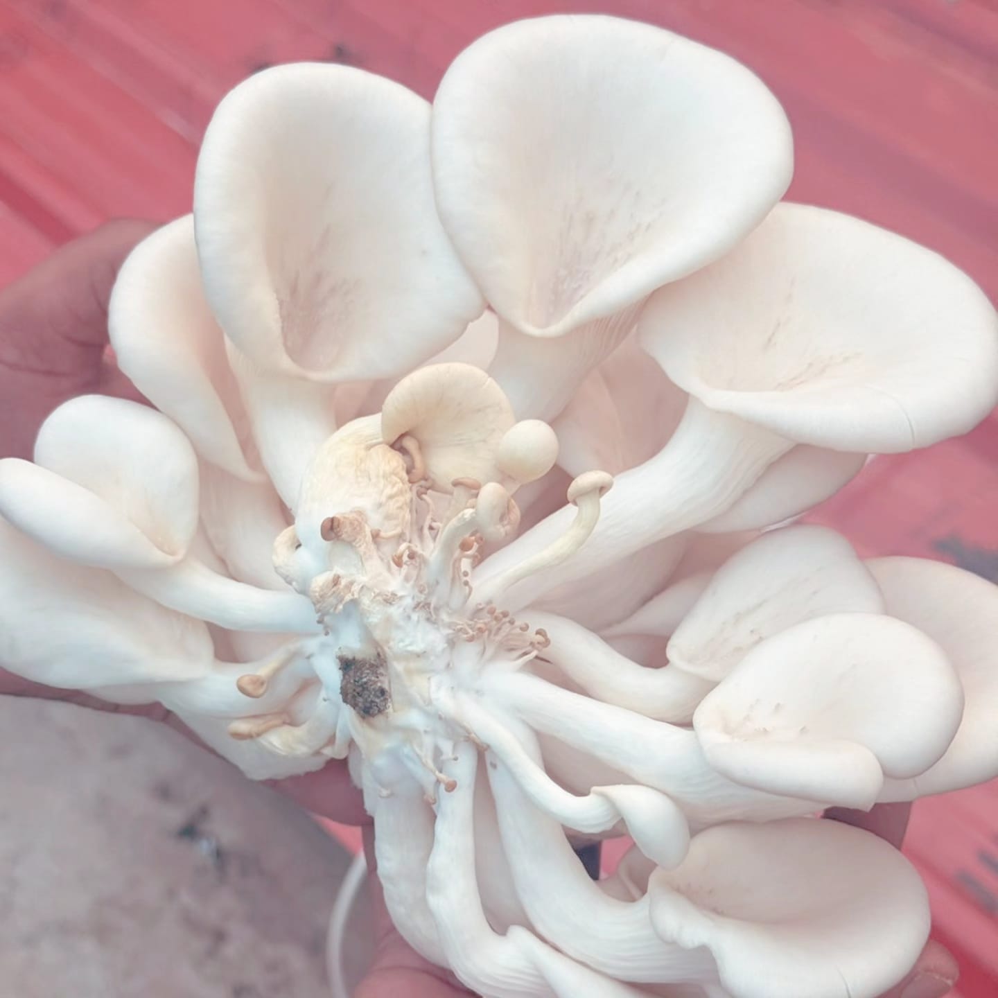 Organic Mushroom Cluster
